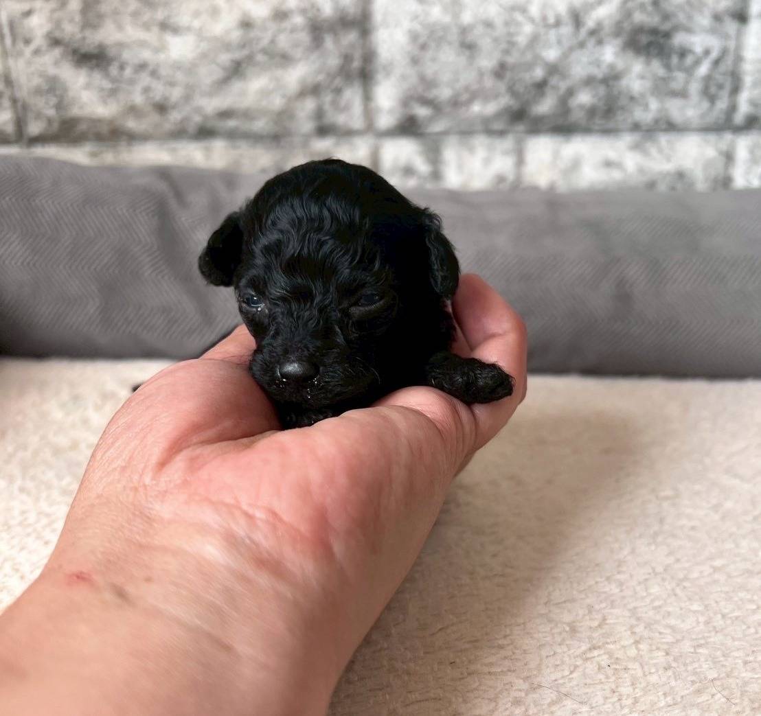 トイプードル　ご家族様が決まりました。