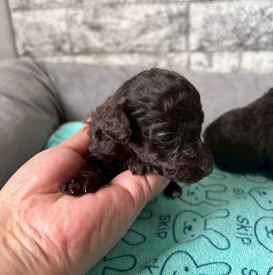 トイプードル　ご家族様が決まりました。