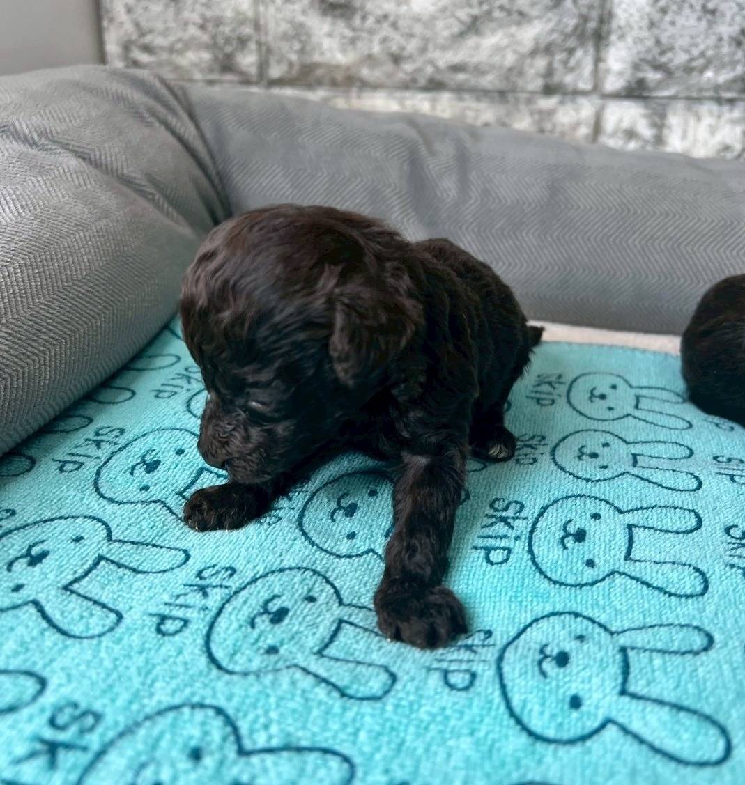 トイプードル　ご家族様が決まりました。