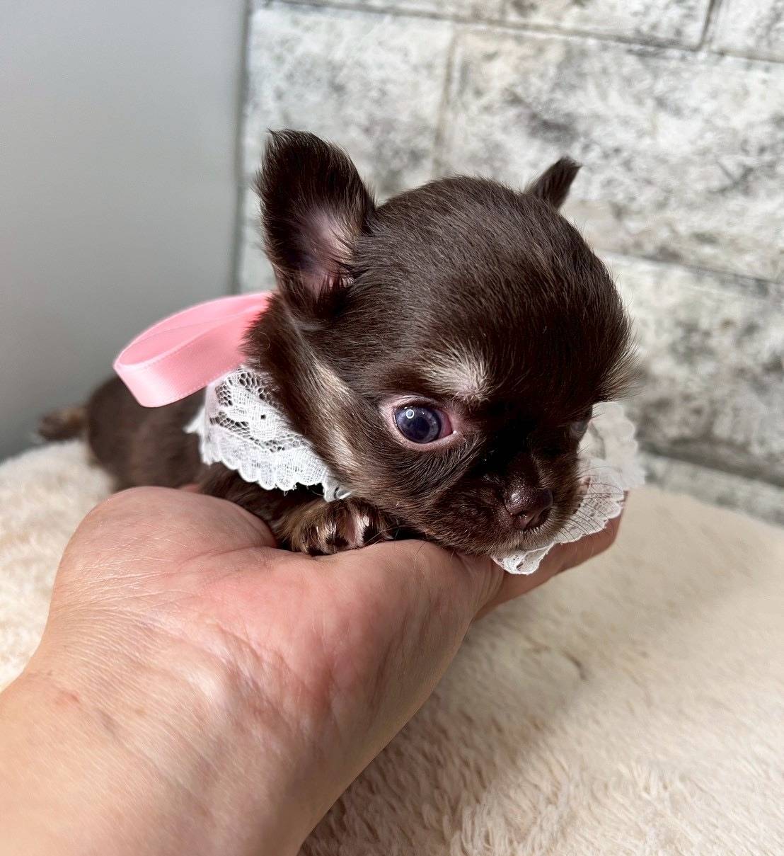 チワワ（ロングコート）ご家族様が決まりました