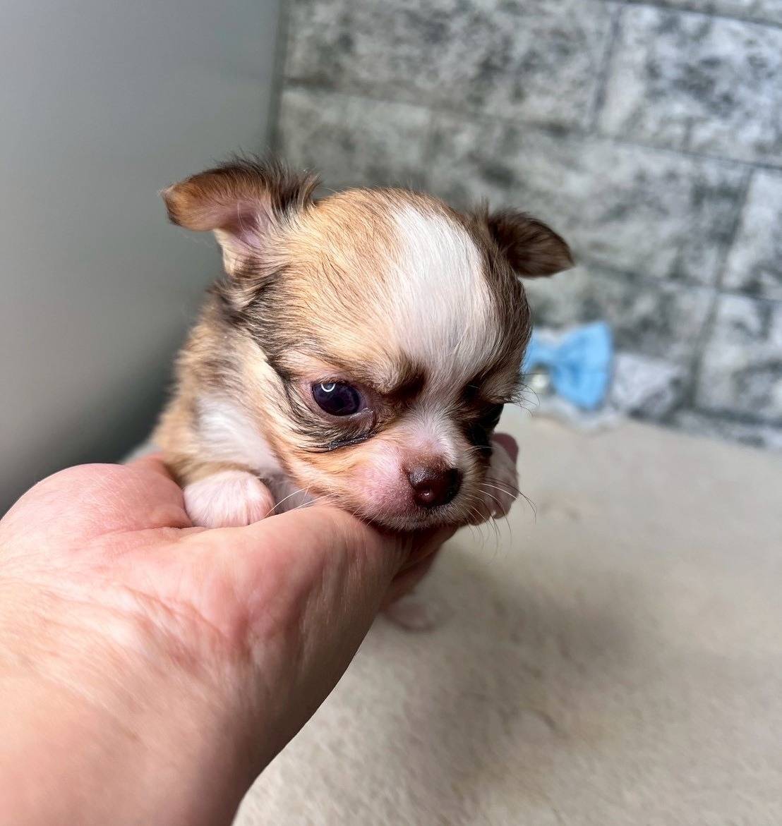 チワワ（ロングコート）ご家族様決まりました