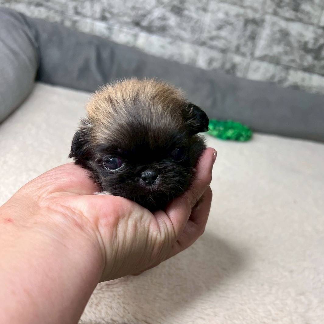 ペキニーズ　ご家族様募集中です。