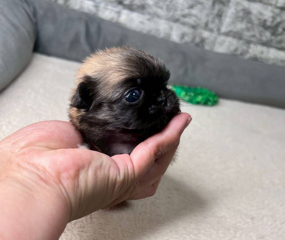 ペキニーズ　ご家族様募集中です。