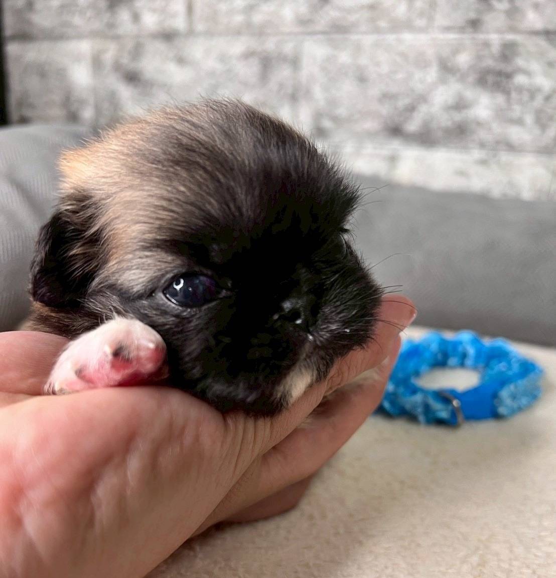 ペキニーズ　ご家族様が決まりました。