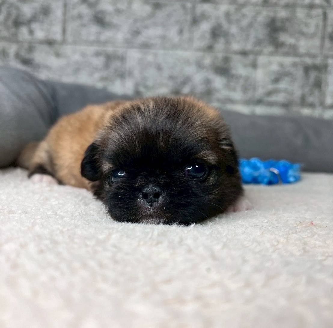 ペキニーズ　ご家族様が決まりました。