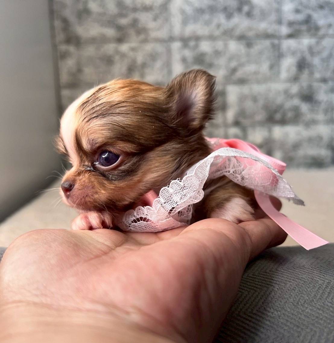 チワワ（ロングコート）ご家族様が決まりました