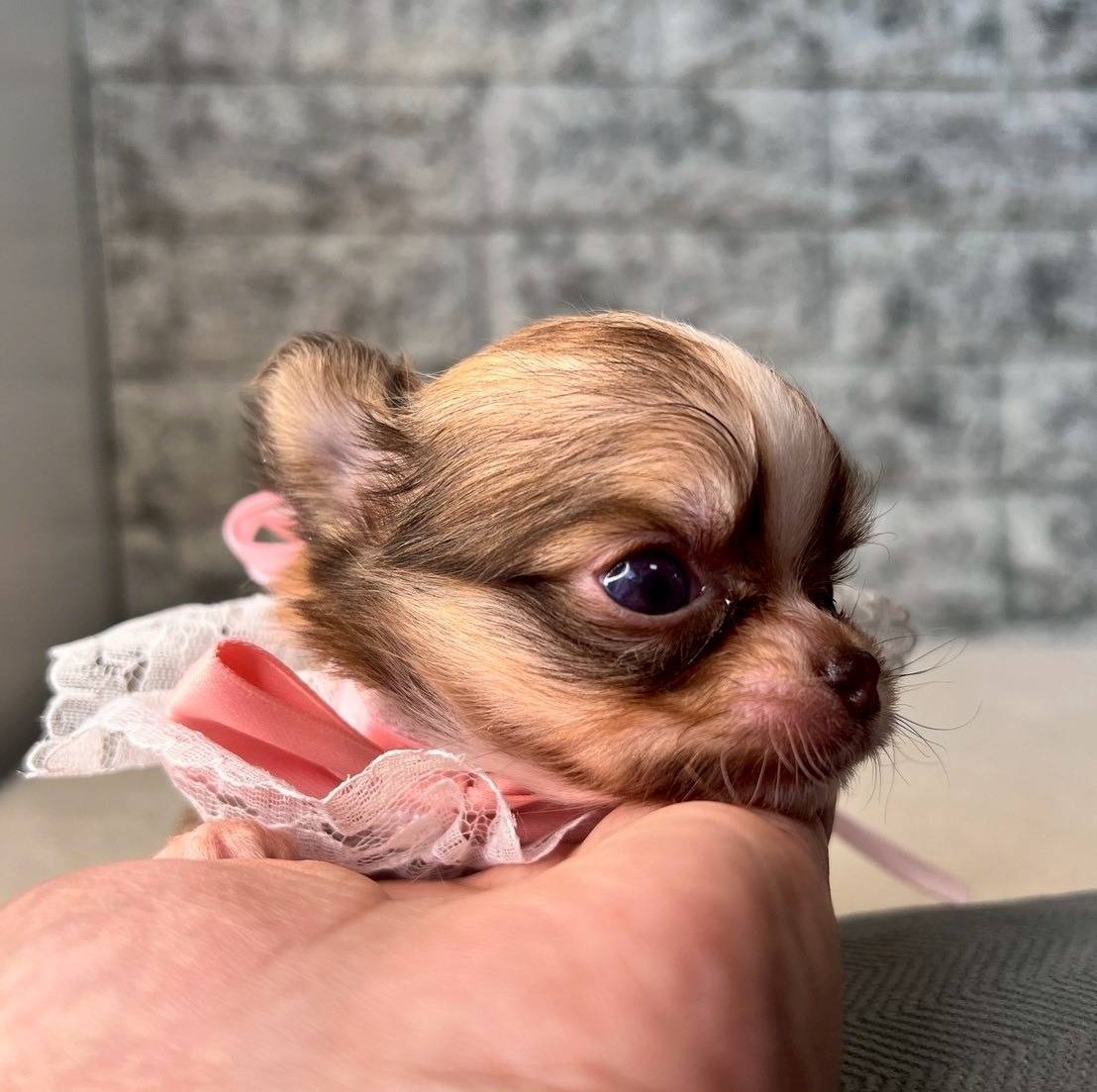 チワワ（ロングコート）ご家族様が決まりました