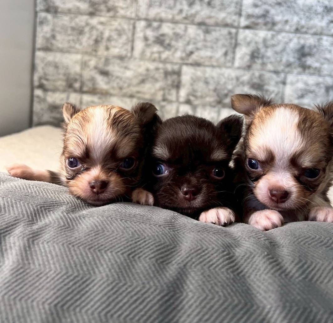 チワワ（ロングコート）ご家族様決まりました