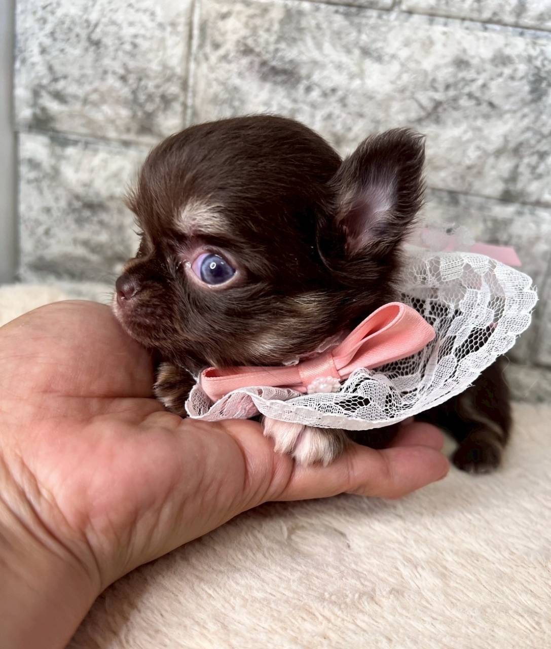 チワワ（ロングコート）ご家族様が決まりました