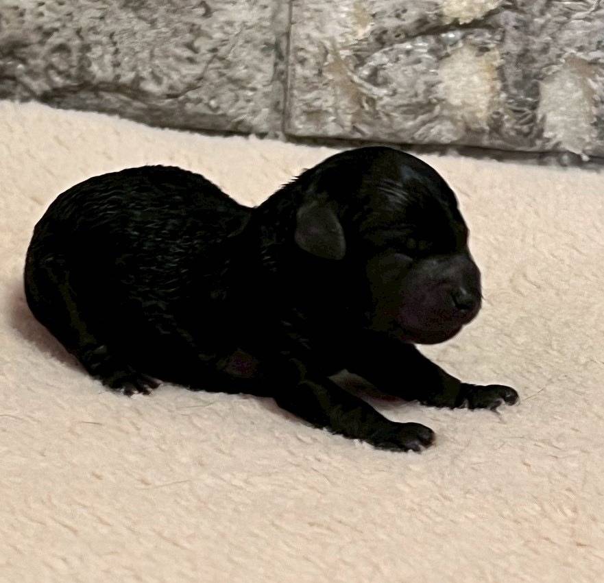 トイプードル　ご家族さま募集しております。