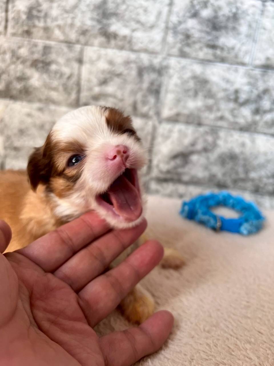 チワシーズー（チワワ×シーズー）ご家族様が決まりました