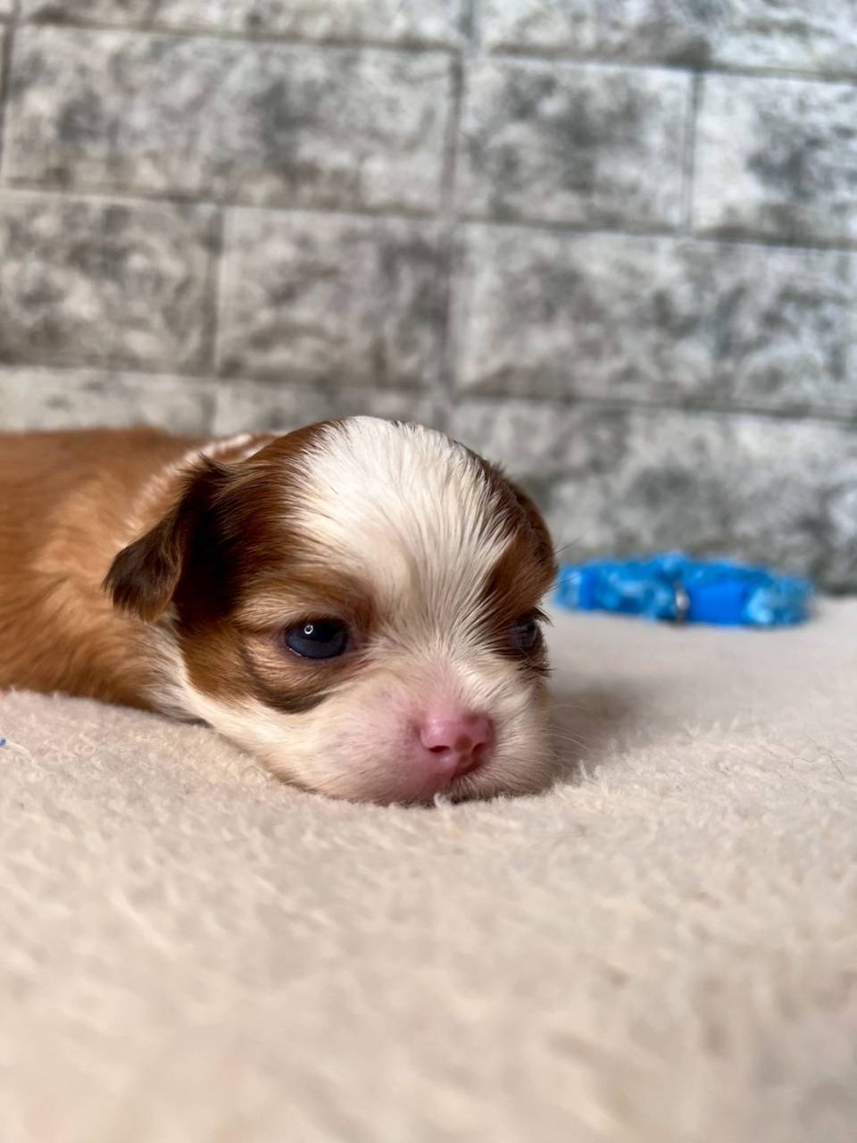 チワシーズー（チワワ×シーズー）ご家族様が決まりました