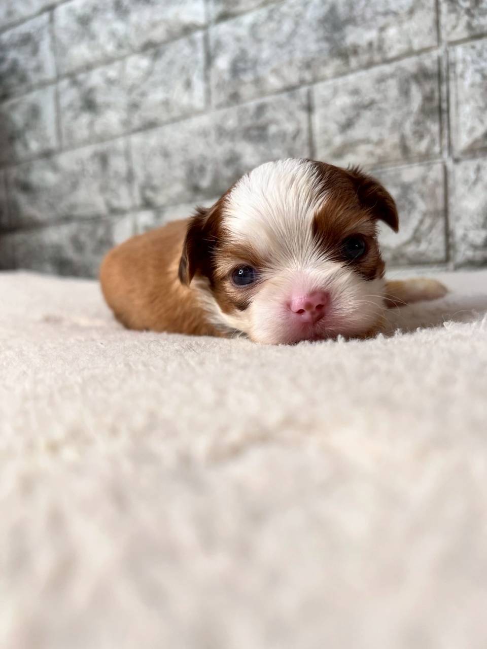 チワシーズー（チワワ×シーズー）ご家族様が決まりました