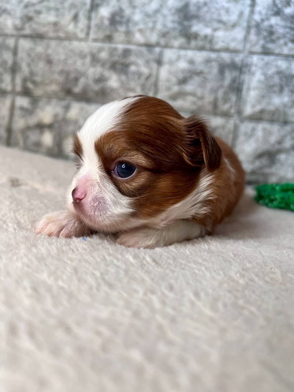 チワシーズー（チワワ×シーズー）ご家族様決まりました。