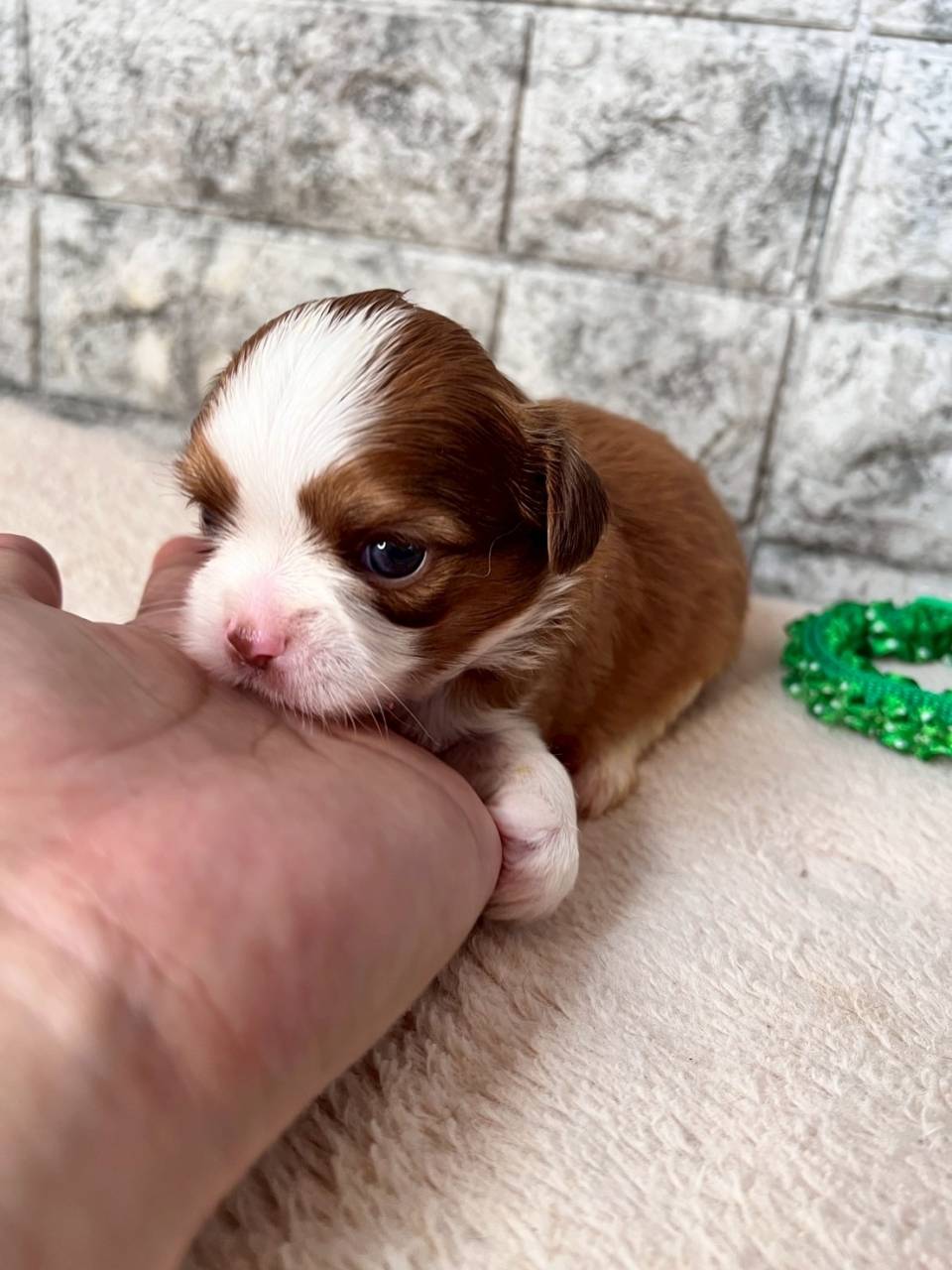 チワシーズー（チワワ×シーズー）ご家族様決まりました。