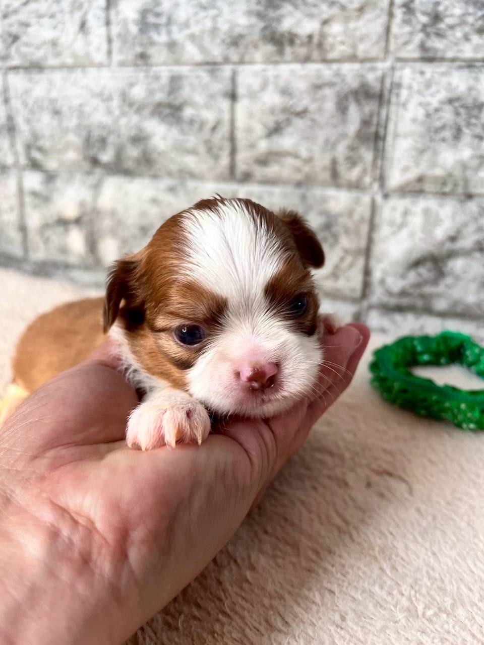 チワシーズー（チワワ×シーズー）ご家族様決まりました。