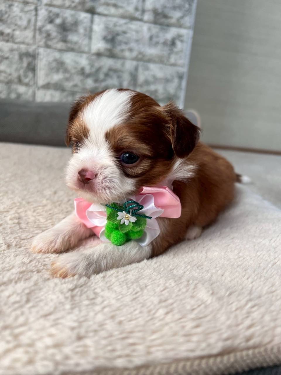 チワシーズー（チワワ×シーズー）ご家族様決まりました。