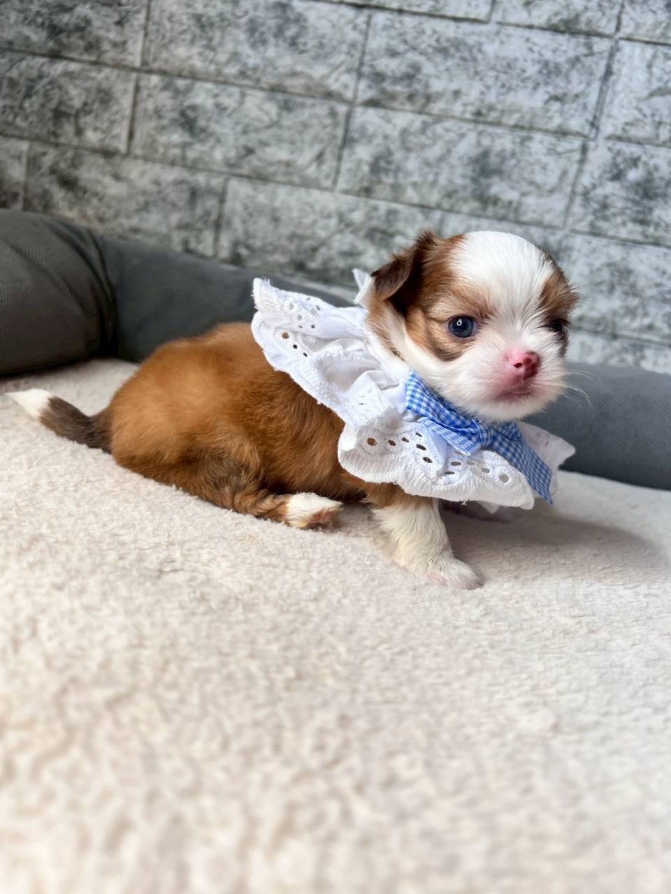 チワシーズー（チワワ×シーズー）ご家族様が決まりました