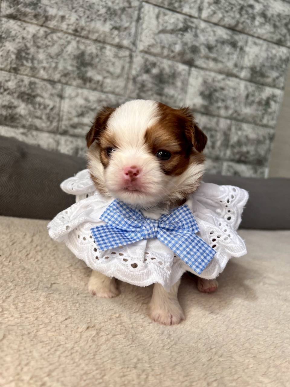 チワシーズー（チワワ×シーズー）ご家族様が決まりました