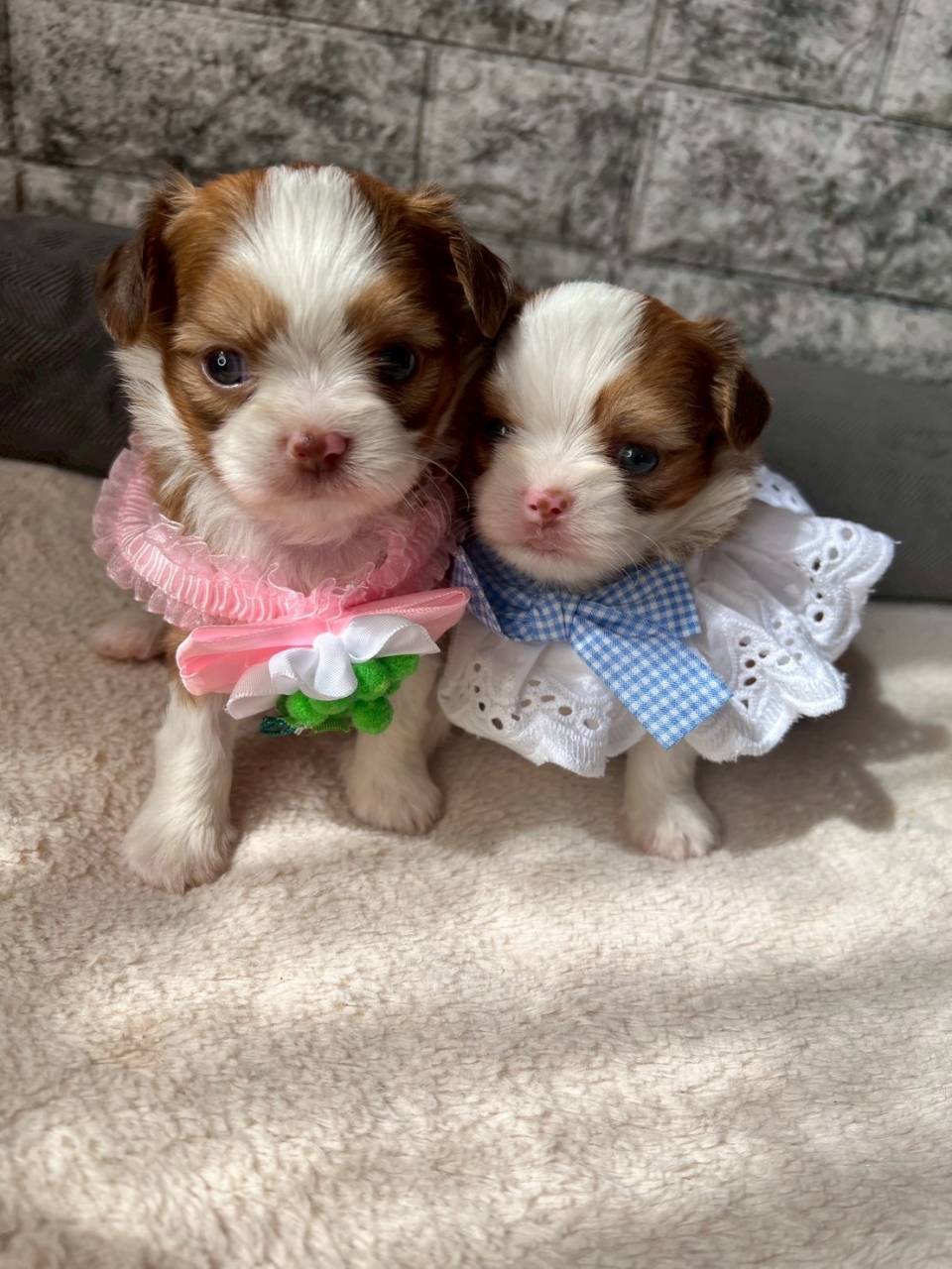 チワシーズー（チワワ×シーズー）ご家族様決まりました。