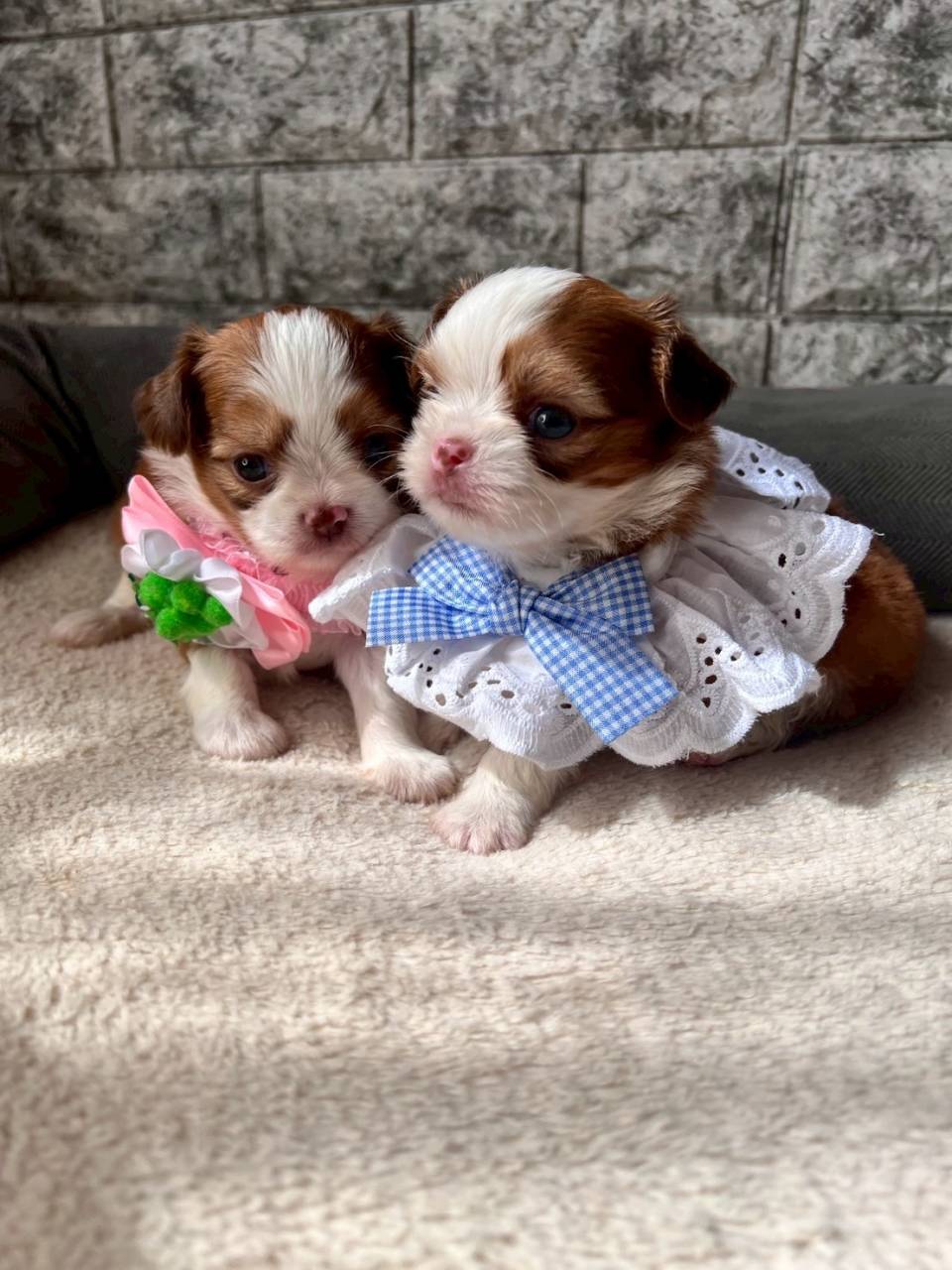 チワシーズー（チワワ×シーズー）ご家族様が決まりました