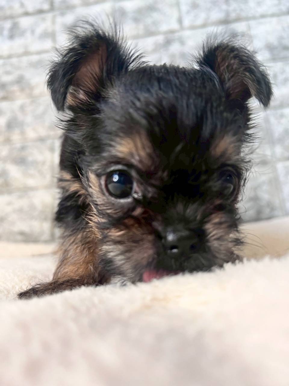 ベルジアングリフォン　ご家族様決まりました。