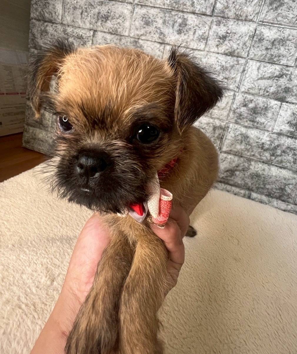 ブリュッセルグリフォン　ご家族様募集中です。