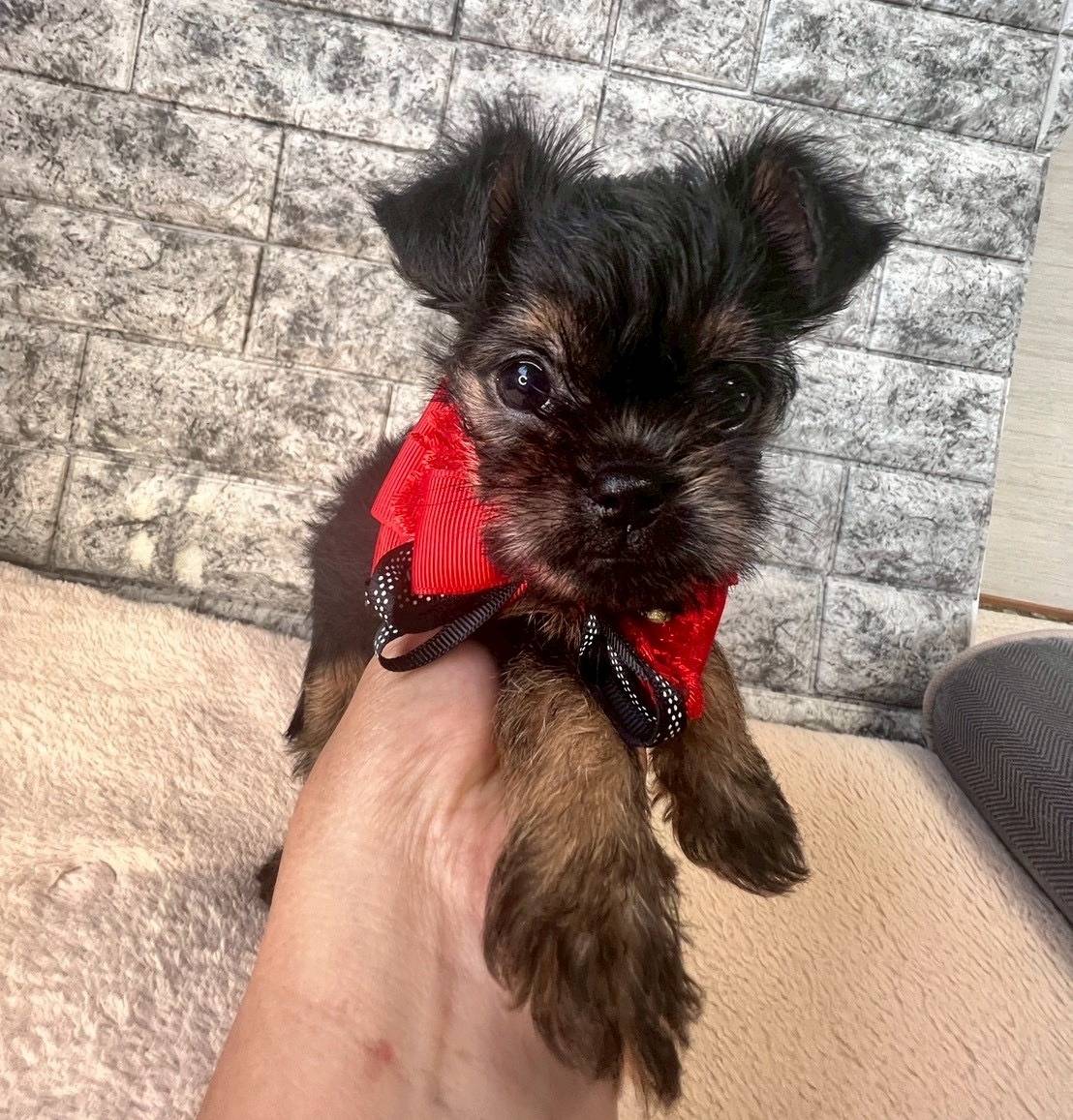 ベルジアングリフォン　ご家族様決まりました。