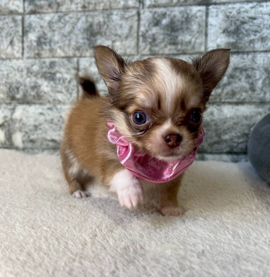 チワワ（ロングコート）ご家族様が決まりました