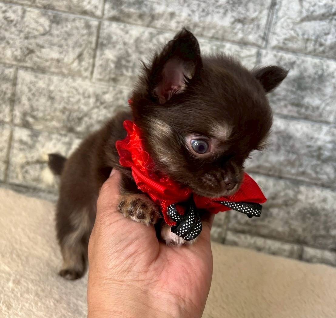 チワワ（ロングコート）ご家族様が決まりました