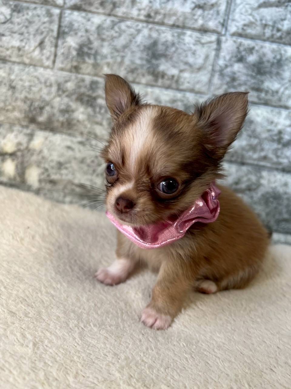 チワワ（ロングコート）ご家族様が決まりました