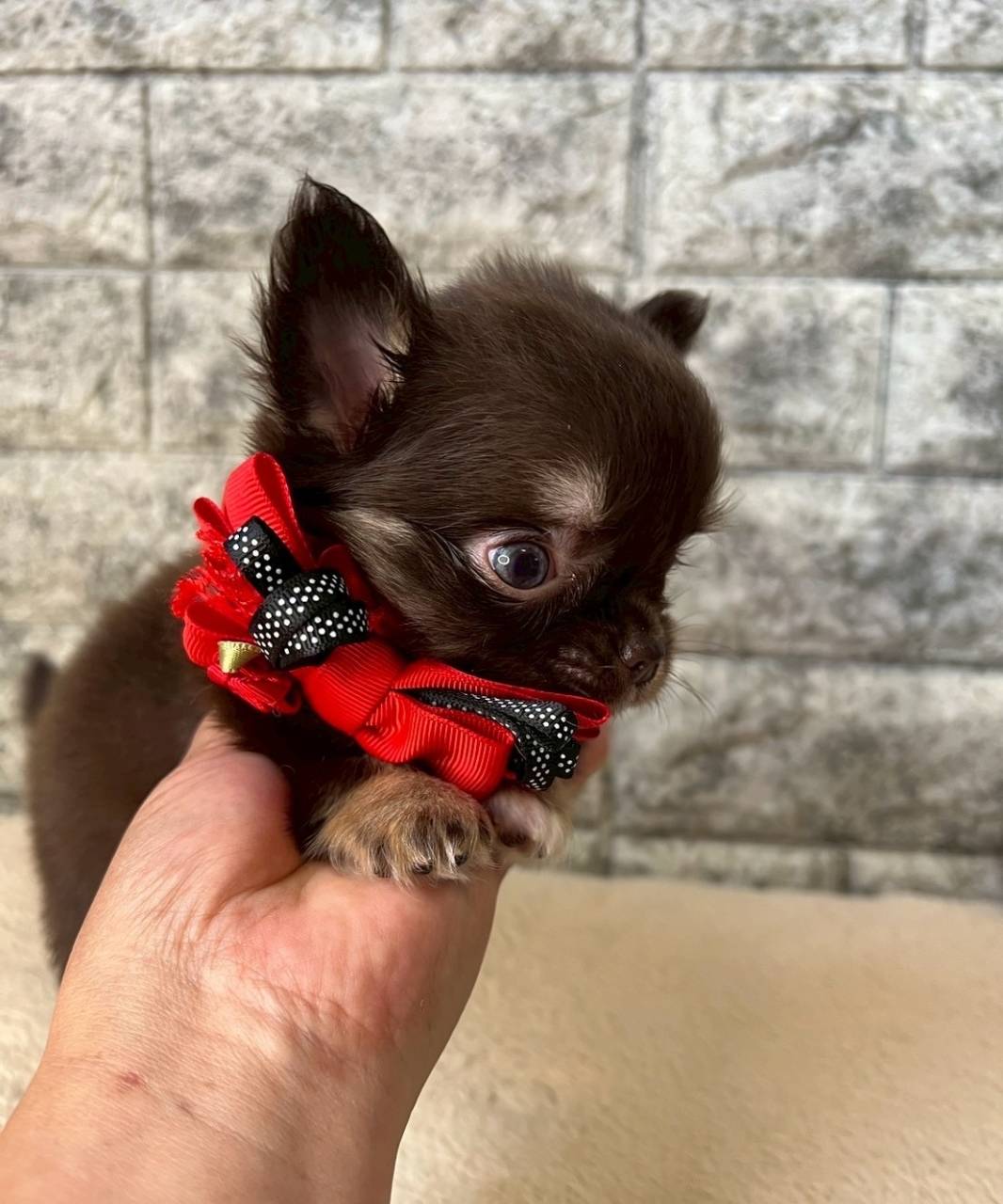 チワワ（ロングコート）ご家族様が決まりました