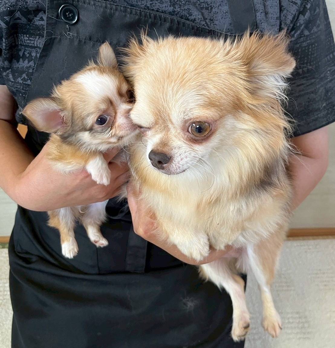 チワワ（ロングコート）ご家族様決まりました