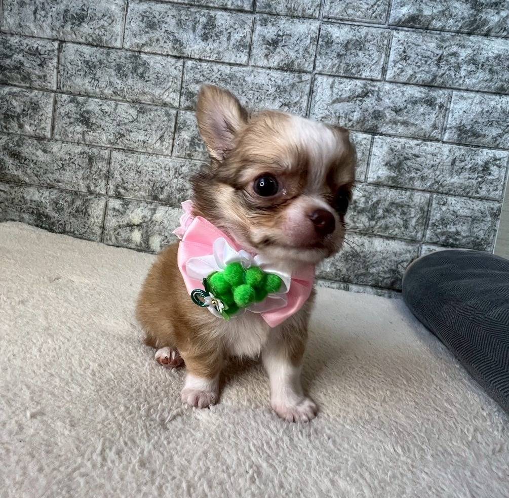 チワワ（ロングコート）ご家族様決まりました