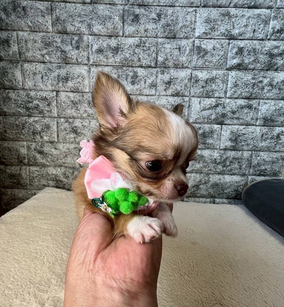 チワワ（ロングコート）ご家族様決まりました