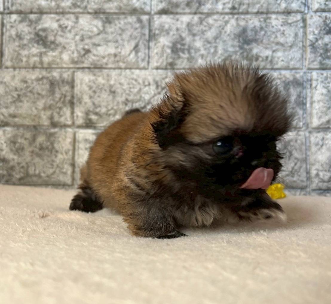 ペキニーズ　ご家族様が決まりました。