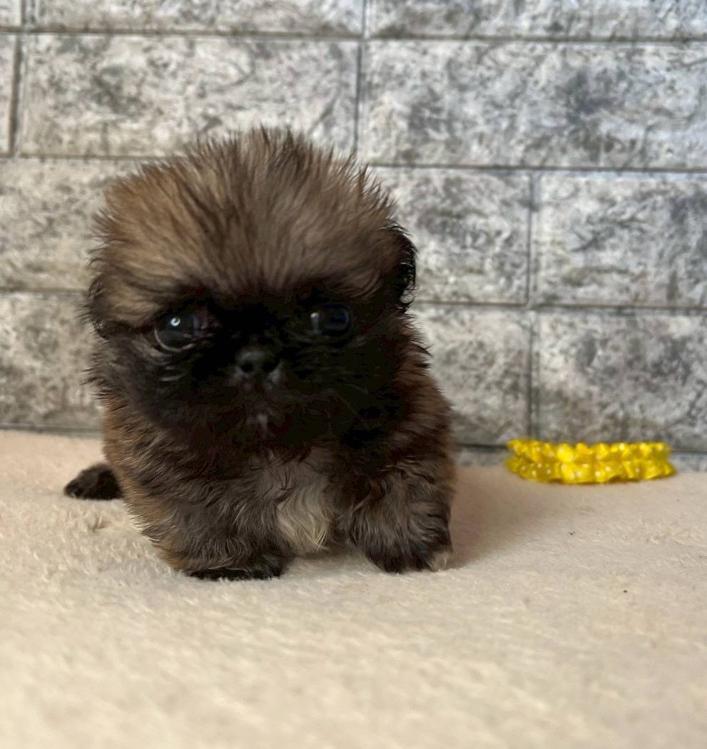 ペキニーズ　ご家族様が決まりました。