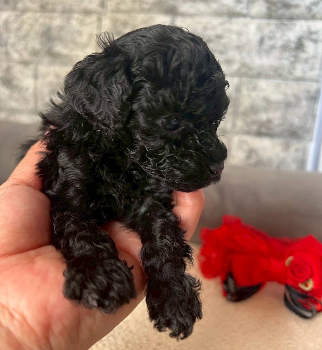 トイプードル　ご家族様が決まりました。