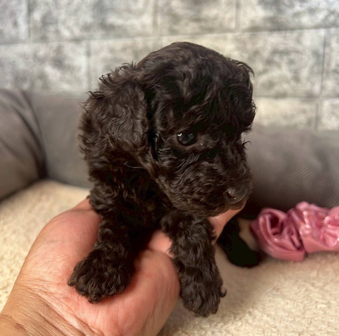 トイプードル　ご家族様が決まりました。