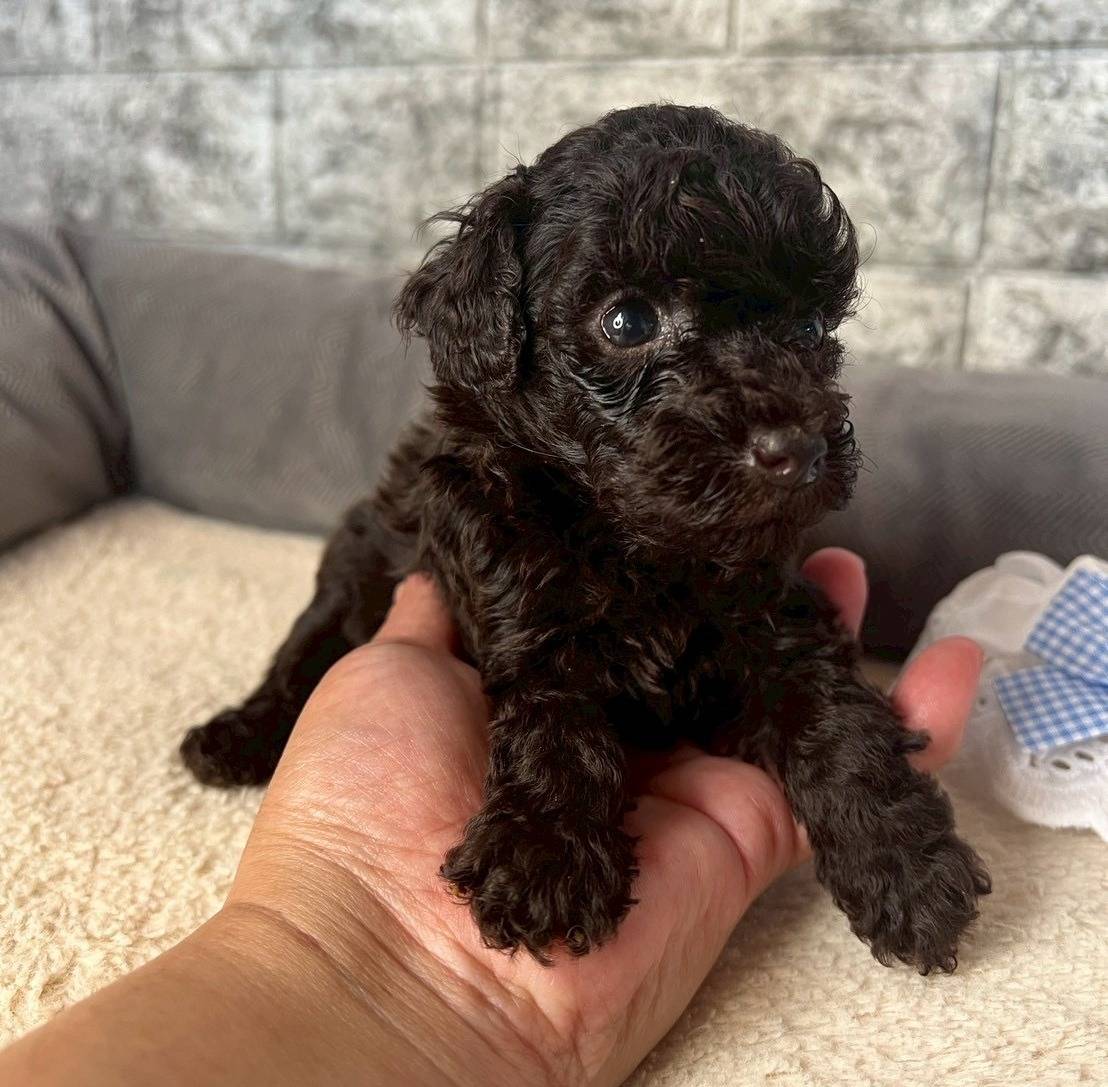 トイプードル　ご家族様が決まりました。