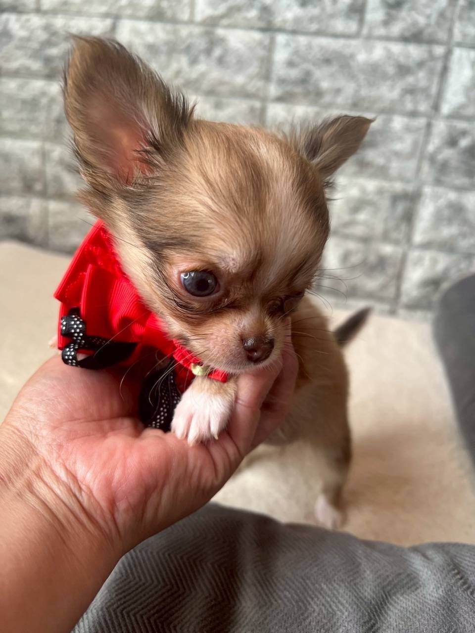 チワワ（ロングコート）ご家族様が決まりました