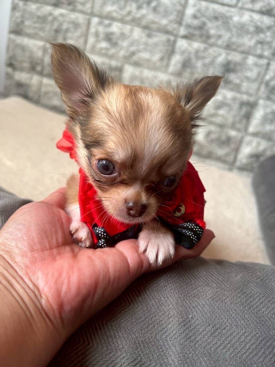 チワワ（ロングコート）ご家族様が決まりました