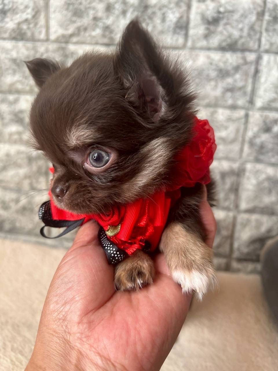 チワワ（ロングコート）ご家族様が決まりました