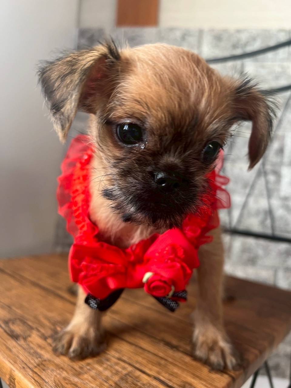 ブリュッセルグリフォン　ご家族様募集中です。