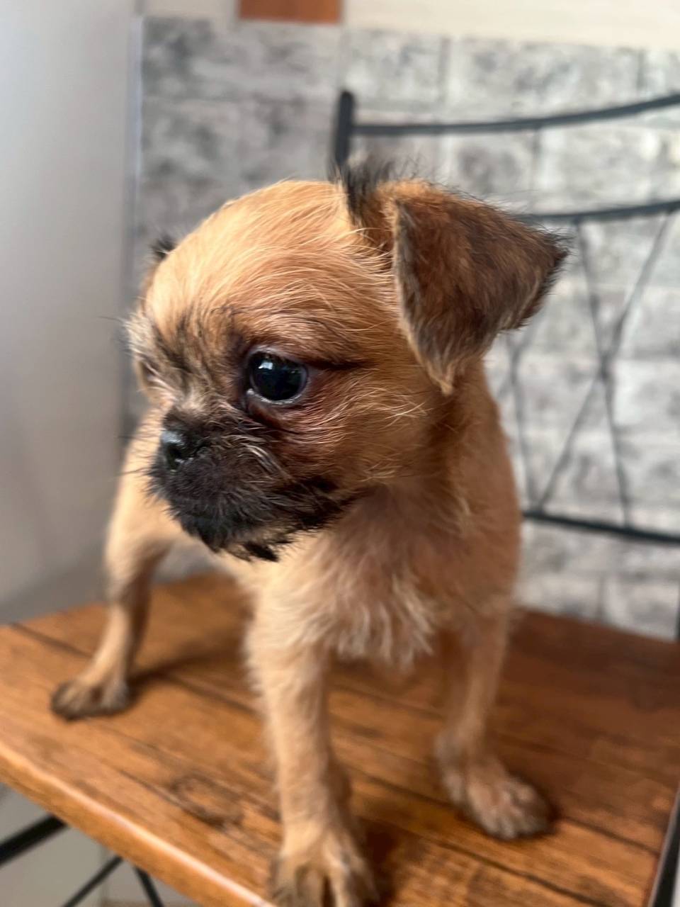 ブリュッセルグリフォン　ご家族様募集中です。