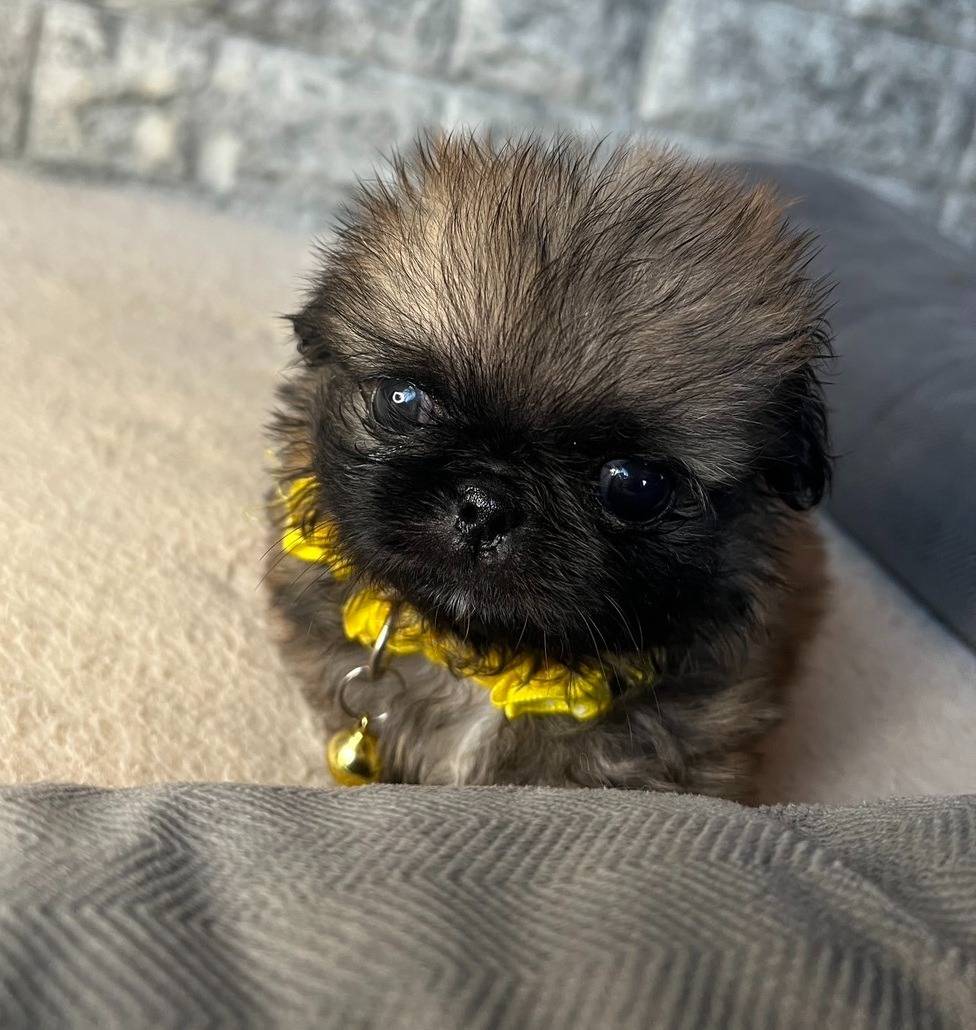 ペキニーズ　ご家族様が決まりました。