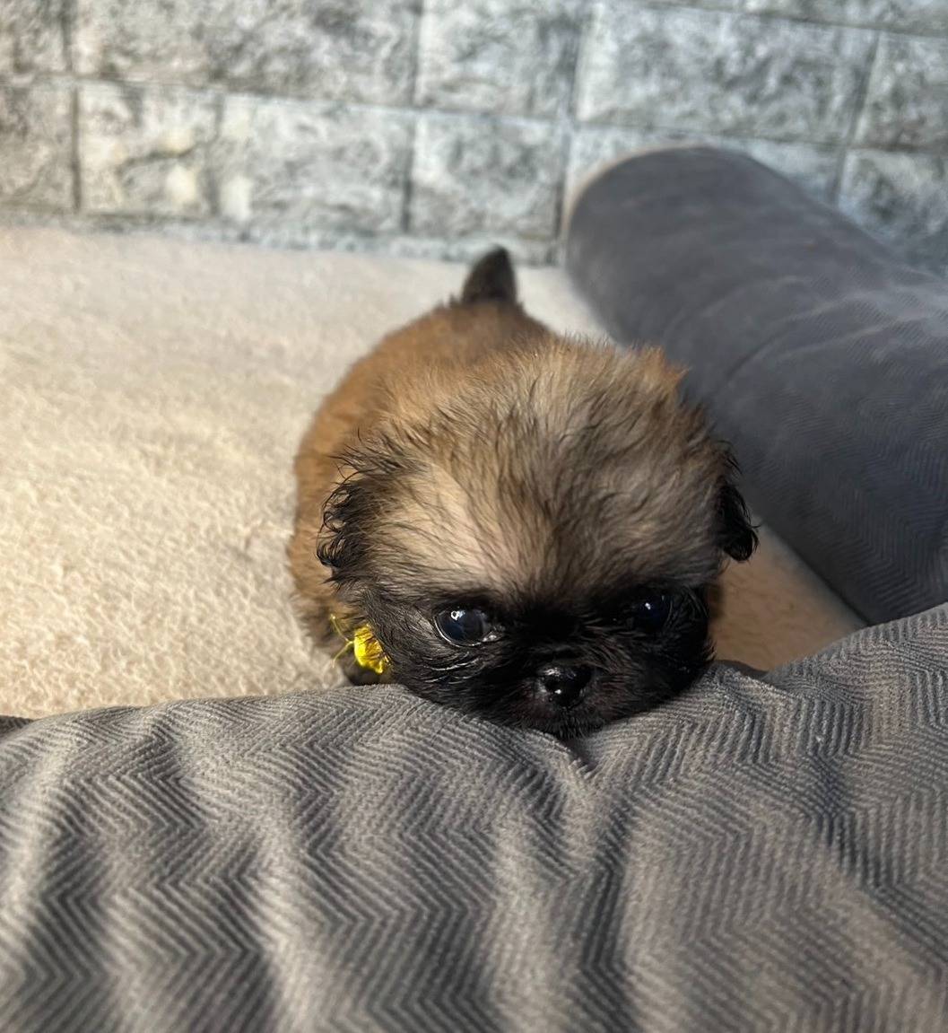 ペキニーズ　ご家族様が決まりました。