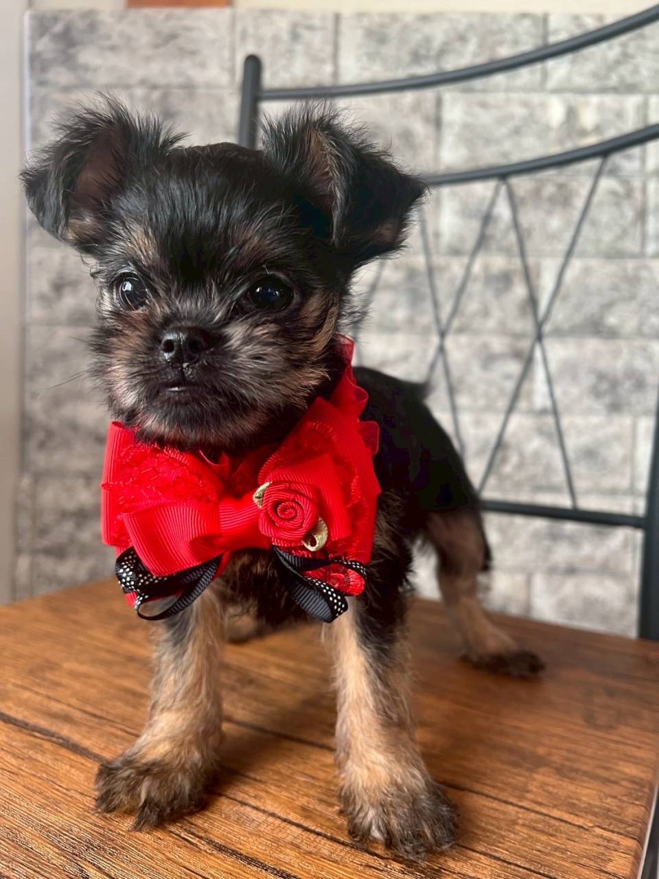 ベルジアングリフォン　ご家族様決まりました。