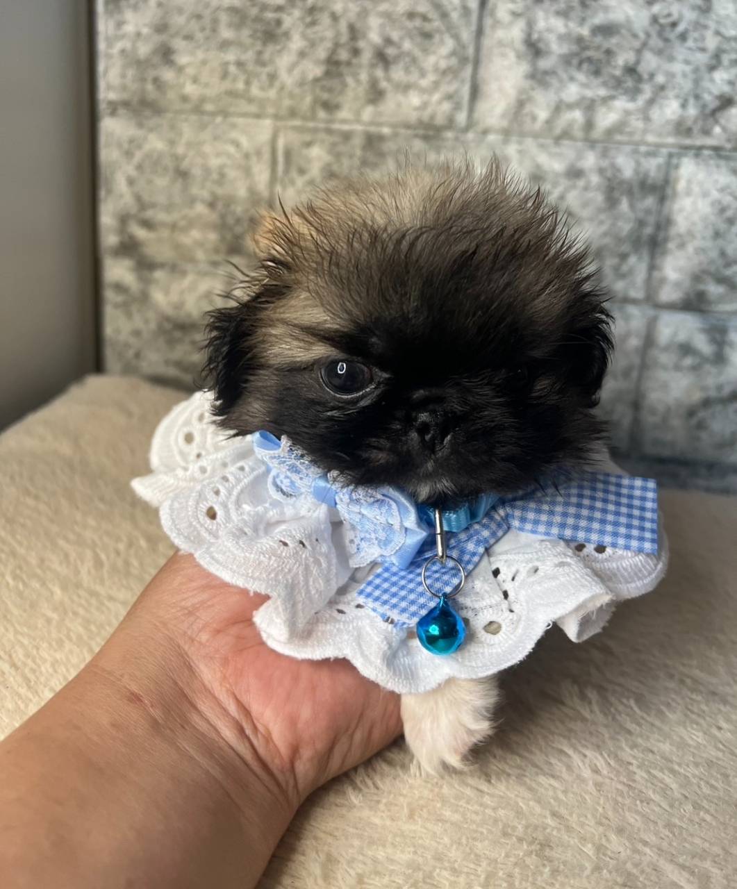 ペキニーズ　ご家族様が決まりました。