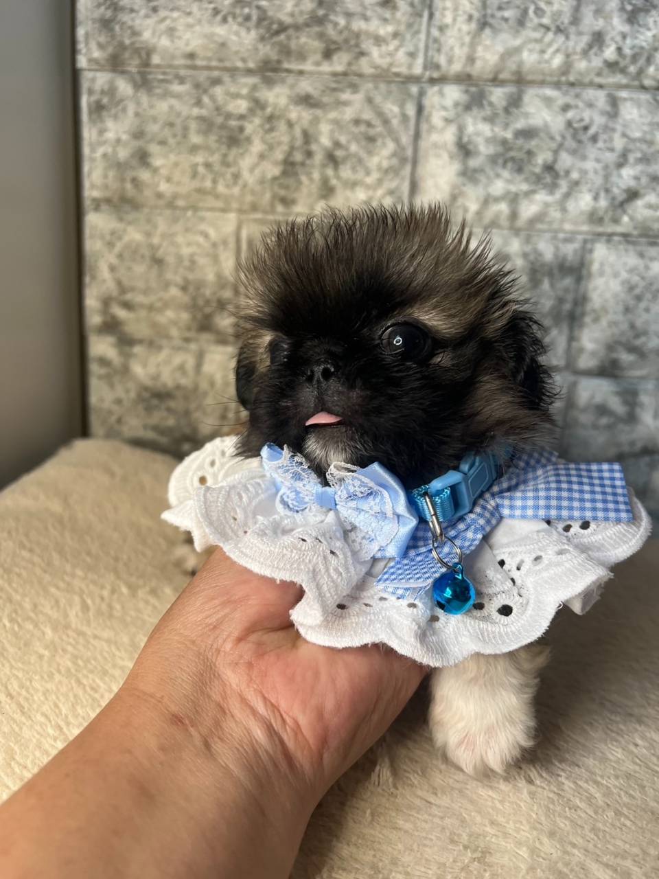 ペキニーズ　ご家族様が決まりました。